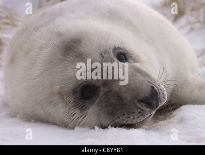 Ritratto di una guarnizione grigio pup, Halichoerus grypus giacente nella neve Foto Stock