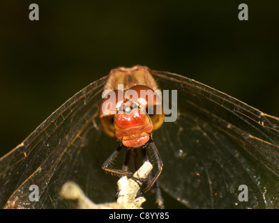 Common darter dragonfly, Sympetrum striolatum, ritratto appollaiato sul ramo. Foto Stock