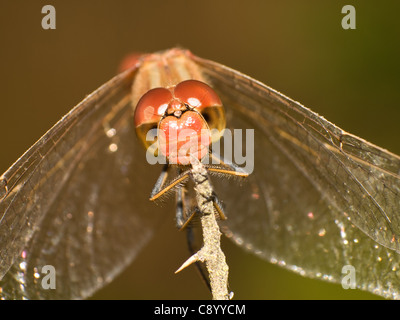 Common darter dragonfly, Sympetrum striolatum, ritratto appollaiato sul ramo. Foto Stock