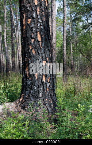 Recentemente masterizzati Peccio Pinus palustris Forest Apalachicola National Forest Florida Panhandle USA Foto Stock