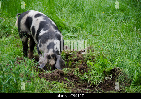 Maiale sollevato su di una azienda agricola biologica alla ricerca di cibo in erba Foto Stock