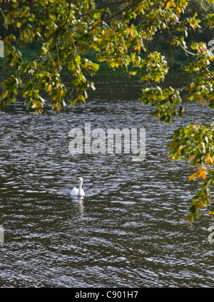 Cigno sul fiume Tweed, a Kelso, Scozia Foto Stock