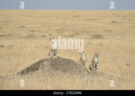 Ghepardo (Acinonyx jubatus) madre e le sue due grandi cubs seduto su un tumulo termite Foto Stock