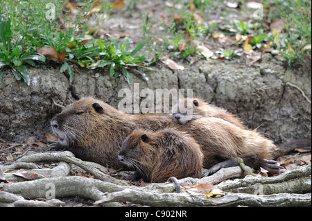 Coypu - River Rat - Nutria (Myocastor coypus) di appoggio della famiglia nell'ombra Foto Stock