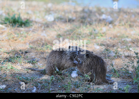 Coypu - River Rat - Nutria (Myocastor coypus) due giovani playfighting sul terreno Foto Stock