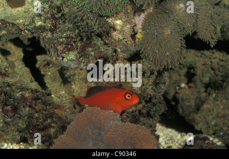 Fiamma hawkfish - Rosso hawkfish - Scarlet hawkfish (Neocirrhites armatus) nuoto tra gli anemoni di mare su una scogliera di corallo Foto Stock