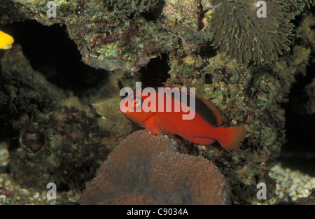Fiamma hawkfish - Rosso hawkfish - Scarlet hawkfish (Neocirrhites armatus) nuoto tra gli anemoni di mare su una scogliera di corallo Foto Stock