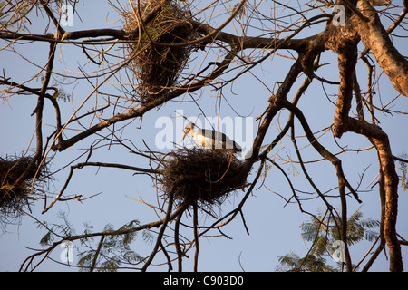 India, Assam, Majuli Island, Garamur village, minore aiutante cicogne nidificazione sugli alti alberi Foto Stock