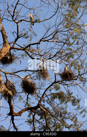 India, Assam, Majuli Island, Garamur village, minore aiutante cicogne nidificazione sugli alti alberi Foto Stock