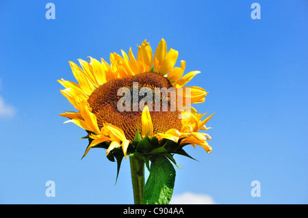 Girasole oltre il cielo blu con un ape su di esso. Foto Stock