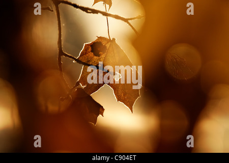 Foglie di acero in i colori del tardo autunno ricoperta di brina oltre il Rising Sun. Brina sui bordi delle foglie. Foto Stock