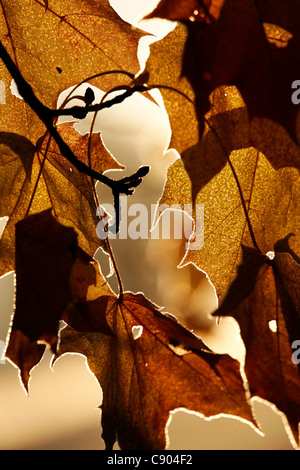 Foglie di acero in i colori del tardo autunno ricoperta di brina oltre il Rising Sun. Brina sui bordi delle foglie. Foto Stock