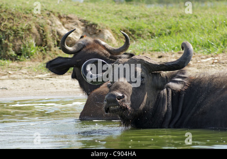 Bufali africani waterside in Uganda (Africa) prendendo un bagno Foto Stock