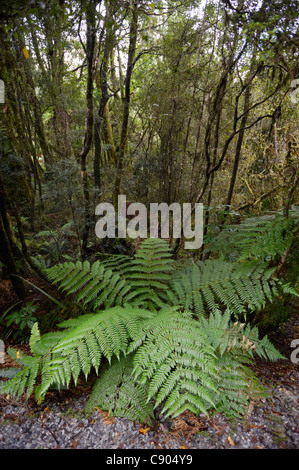 Felce in foreste temperate, Westland National Park, Isola del Sud, Nuova Zelanda Foto Stock