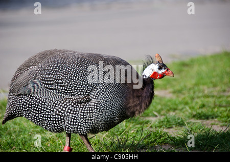 Helmeted le faraone, Numida meleagris, dall'africa a piedi sull'erba Foto Stock