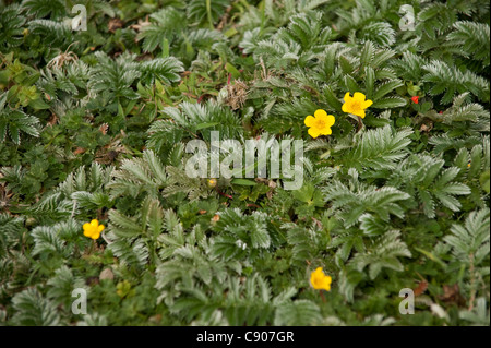 Silverweed, Potentilla anserina Foto Stock