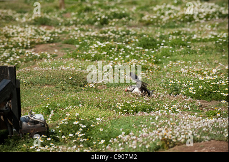 Puffini, Fratercula arctica, eseguendo il decollo di un passato di telecamere di osservazione su Skomer Foto Stock