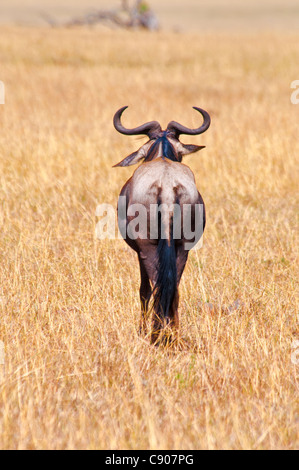 Vista posteriore solitaria di gnu, Connochaetes taurinus, il Masai Mara riserva nazionale, Kenya, Africa Foto Stock