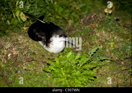 Manx Shearwater, Puffinus puffinus, di notte su Skomer, South Pembrokeshire, Wales, Regno Unito Foto Stock