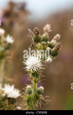 White Marsh Thistle, Cirsium palustre Foto Stock