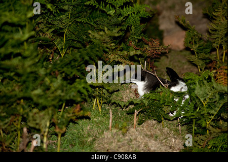 Manx Shearwater, Puffinus puffinus, di notte su Skomer Island, South Pembrokeshire, Wales, Regno Unito Foto Stock