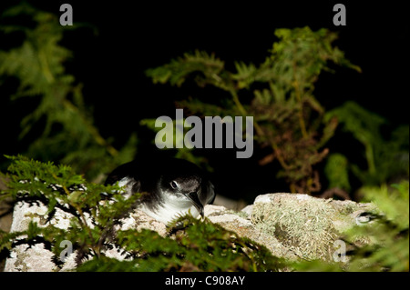 Manx Shearwater, Puffinus puffinus, di notte su Skomer Island, South Pembrokeshire, Wales, Regno Unito Foto Stock