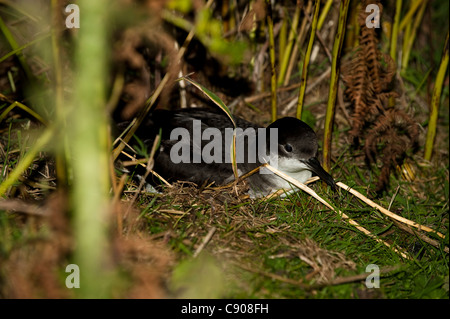 Manx Shearwater, Puffinus puffinus, di notte su Skomer Island, South Pembrokeshire, Wales, Regno Unito Foto Stock