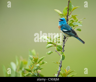 Il canto Lazuli Bunting, Western Montana Foto Stock