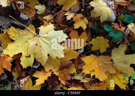 Foglie di autunno Tappeto pavimento di foresta lungo il fiume Wharfe vicino Barden, Yorkshire Foto Stock