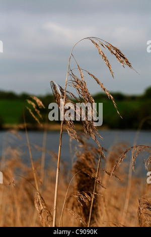 Reed comune Cheshire England. Foto Stock