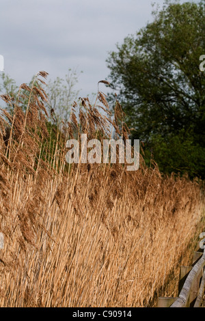 Reed comune Cheshire England. Foto Stock