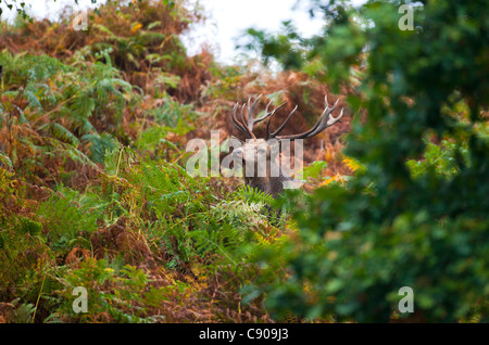 Il cervo (Cervus elaphus) Foto Stock