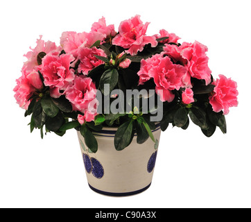 Impianto di fioritura di azalea in vaso di fiori isolati su bianco. Foto Stock