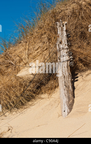 Paesaggio, pali, essiccato, dune di sabbia, Foto Stock