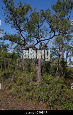 Slash Pine Pinus elliotti foresta marittima St George stato Parco Florida USA Foto Stock