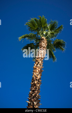 Palm tree contro vivid cielo blu scuro Foto Stock