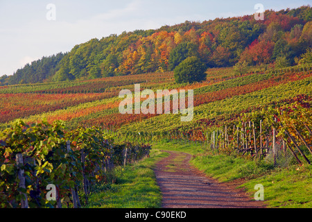 Rotweinwanderweg attraverso vigneti vicino Altenwegshof, tonalità autunnali, Ahr, Eifel, Renania-Palatinato, Germania, Europa Foto Stock