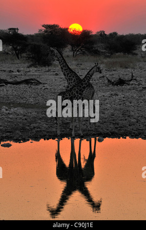 Le giraffe al waterhole al tramonto, Okaukuejo, il Parco Nazionale di Etosha, Namibia, Africa Foto Stock