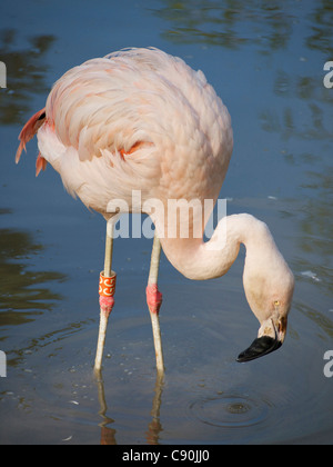 Fenicottero rosa in piedi nell'acqua con esso è conformato in modo univoco il becco che mostra. Foto Stock