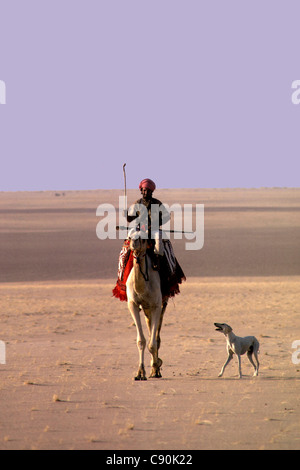 Beduin Al-Murrah in Empty Quarter, rub-Al-khali, dell'Arabia Saudita. Cavalca il suo cammello con il suo cane Saluki e un fucile da caccia. Foto Stock