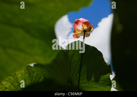 Lotus nel Giardino botanico di Pamplemousses, Mauritius, Africa Foto Stock