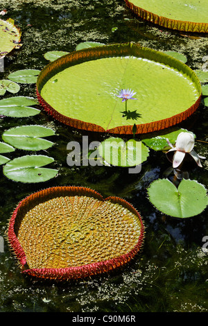 Victoria Regia ninfee nel giardino botanico di Pamplemousses, Mauritius, Africa Foto Stock