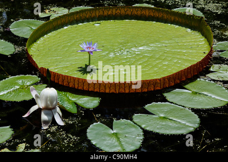 Victoria Regia ninfee nel giardino botanico di Pamplemousses, Mauritius, Africa Foto Stock