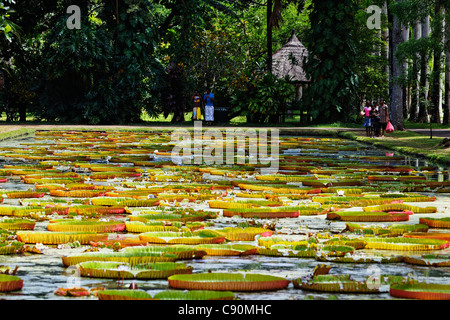 Victoria Regia ninfee nel giardino botanico di Pamplemousses, Mauritius, Africa Foto Stock