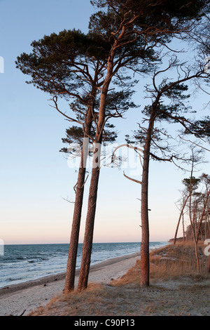 West coast con vento spazzata di alberi, centro termale Mar Baltico Ahrenshoop, Darss, Meclemburgo-Pomerania, Germania Foto Stock