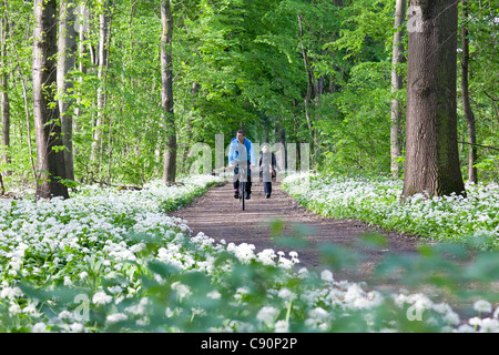 Ciclista passando bosco ripariale con la fioritura di aglio selvatico, Lipsia, Sassonia, Germania Foto Stock