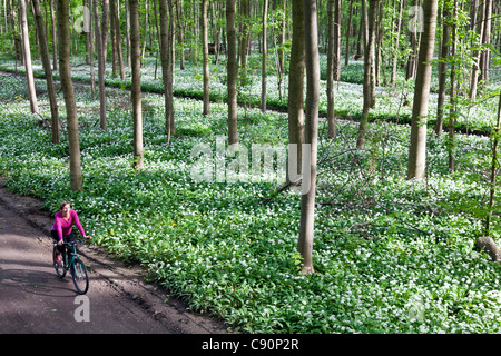 Ciclista femmina passante bosco ripariale con la fioritura di aglio selvatico, Lipsia, Sassonia, Germania Foto Stock