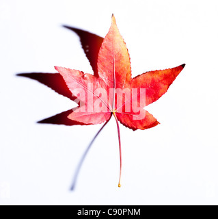 Red leaf, studio shot Foto Stock