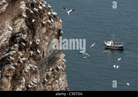 Gannett colonia in Troup Testa, Aberdeenshire, Scozia Foto Stock