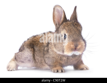Baby coniglio animale da azienda closeup su sfondo bianco Foto Stock